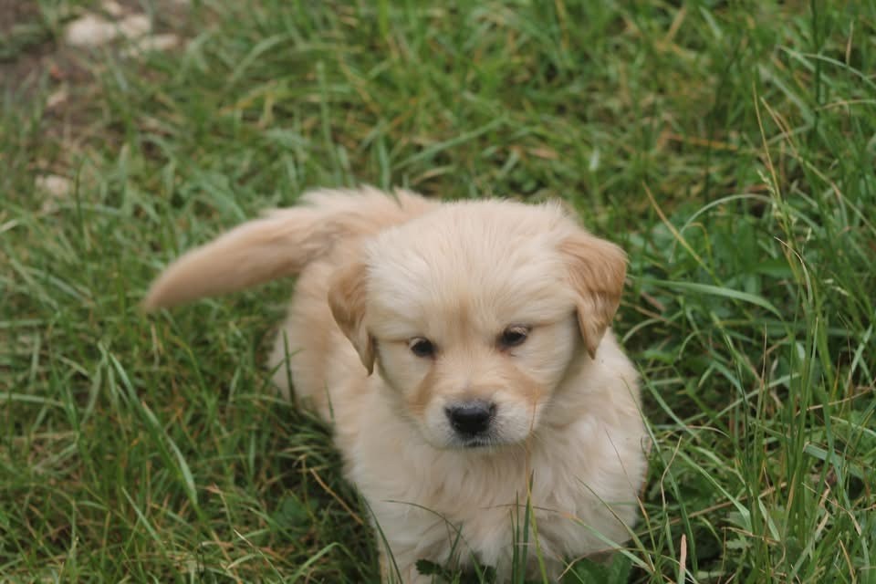 De L'Arche De Lolita - Chiots disponibles - Golden Retriever