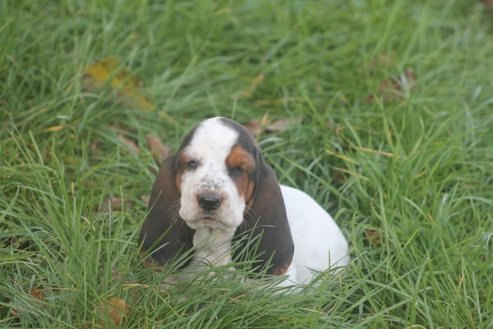 De L'Arche De Lolita - Chiots disponibles - Basset Hound