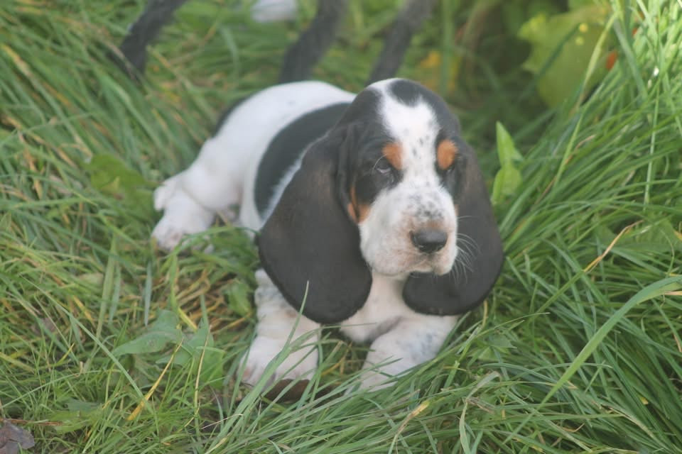 De L'Arche De Lolita - Chiots disponibles - Basset Hound