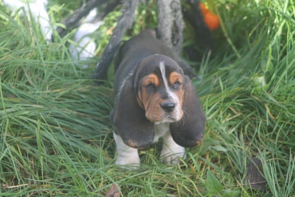 De L'Arche De Lolita - Chiots disponibles - Basset Hound