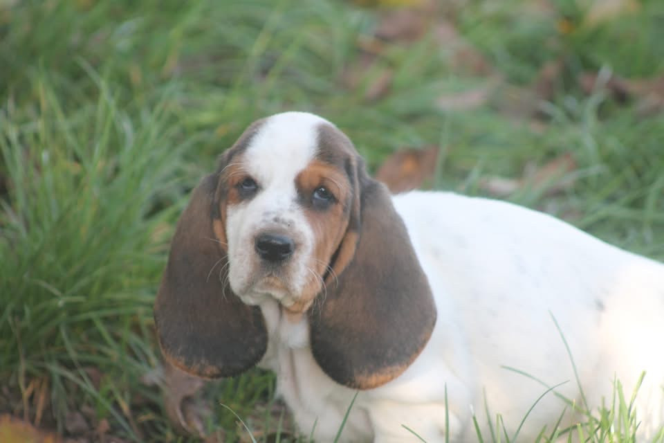 De L'Arche De Lolita - Chiots disponibles - Basset Hound