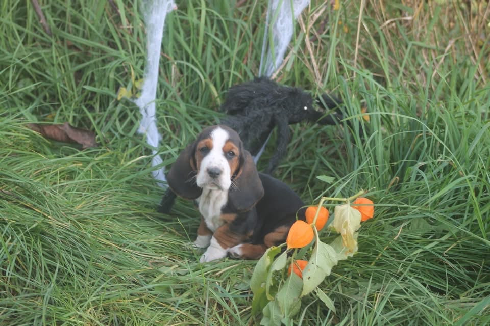 De L'Arche De Lolita - Chiots disponibles - Basset Hound