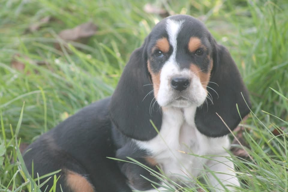 De L'Arche De Lolita - Chiots disponibles - Basset Hound