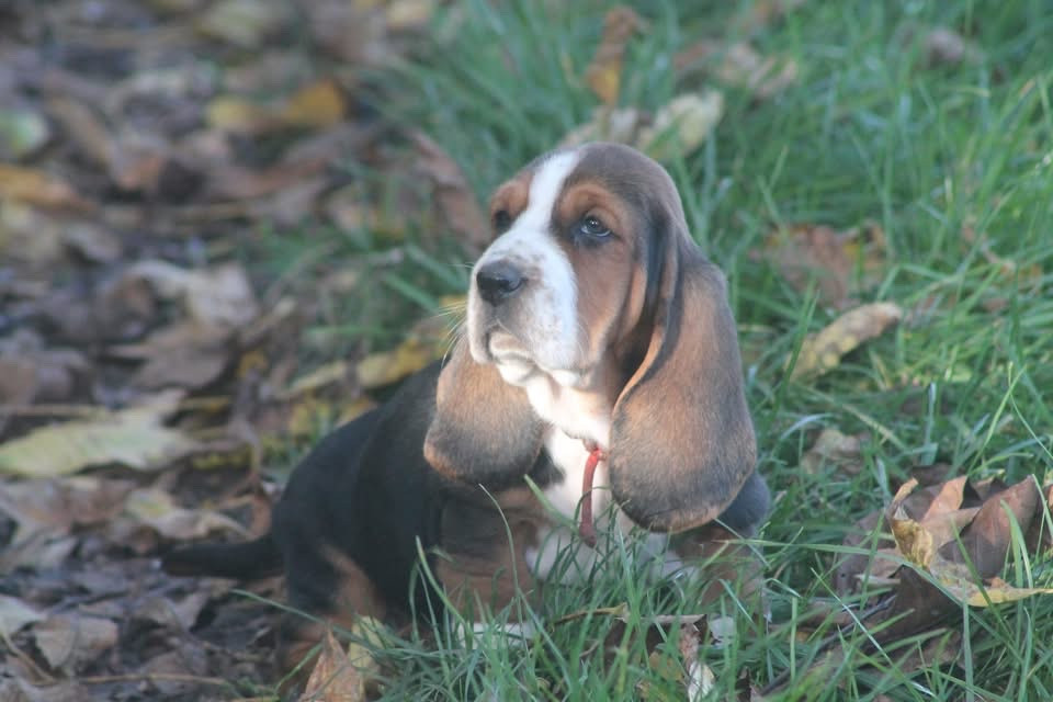 De L'Arche De Lolita - Chiots disponibles - Basset Hound