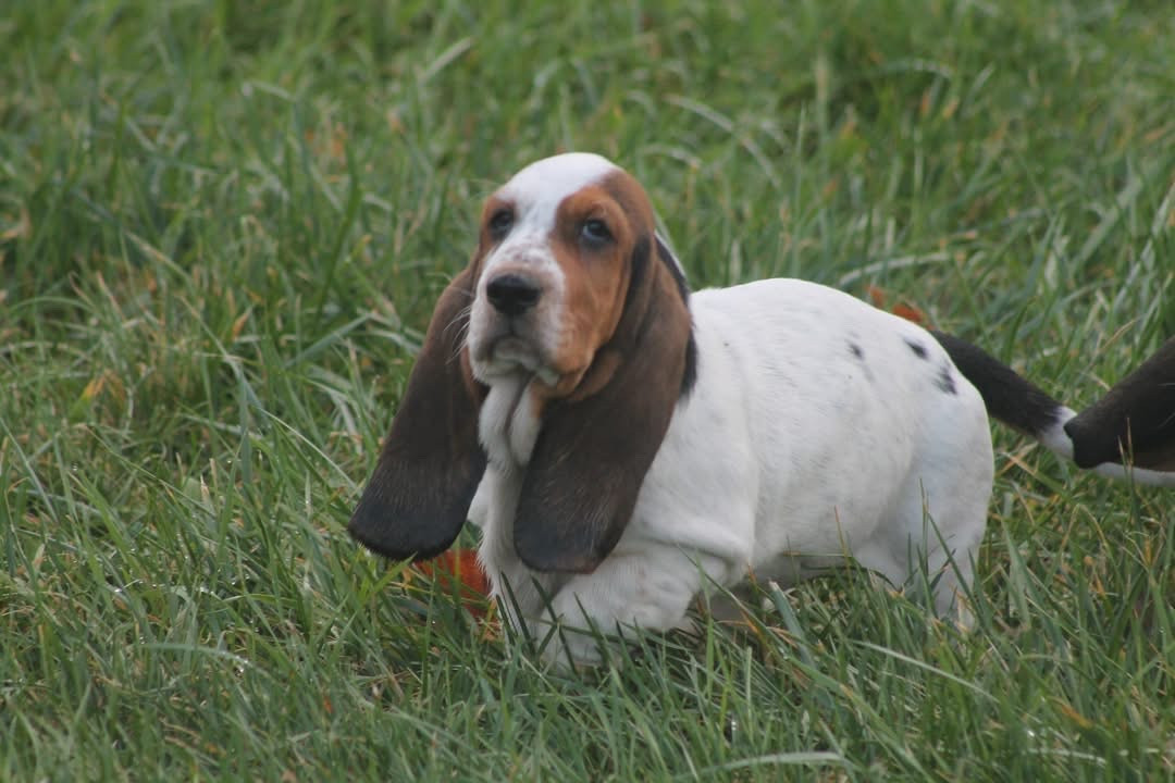 De L'Arche De Lolita - Chiots disponibles - Basset Hound