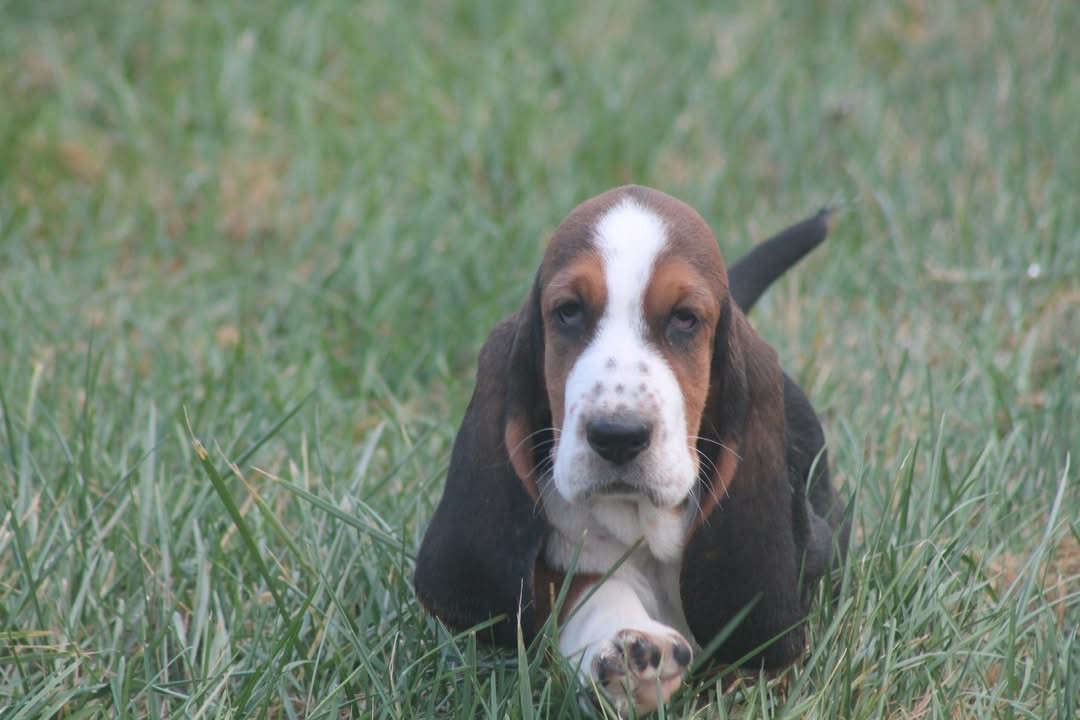De L'Arche De Lolita - Chiots disponibles - Basset Hound