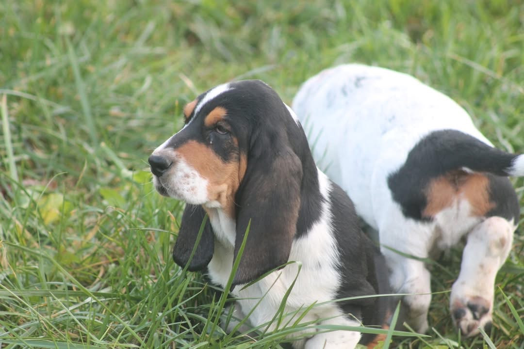 De L'Arche De Lolita - Chiots disponibles - Basset Hound