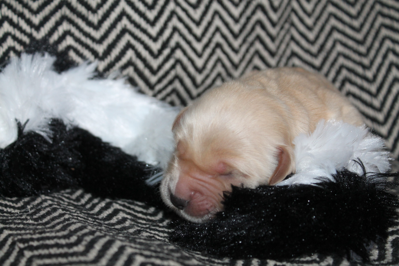 De L'Arche De Lolita - Chiots disponibles - Golden Retriever