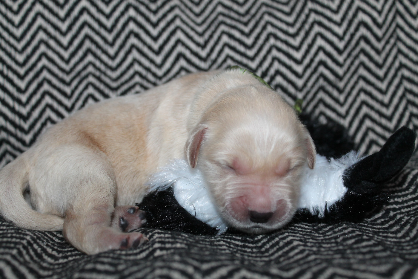 De L'Arche De Lolita - Chiots disponibles - Golden Retriever