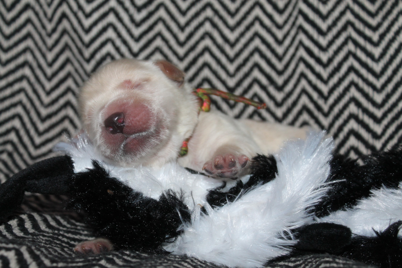 De L'Arche De Lolita - Chiots disponibles - Golden Retriever