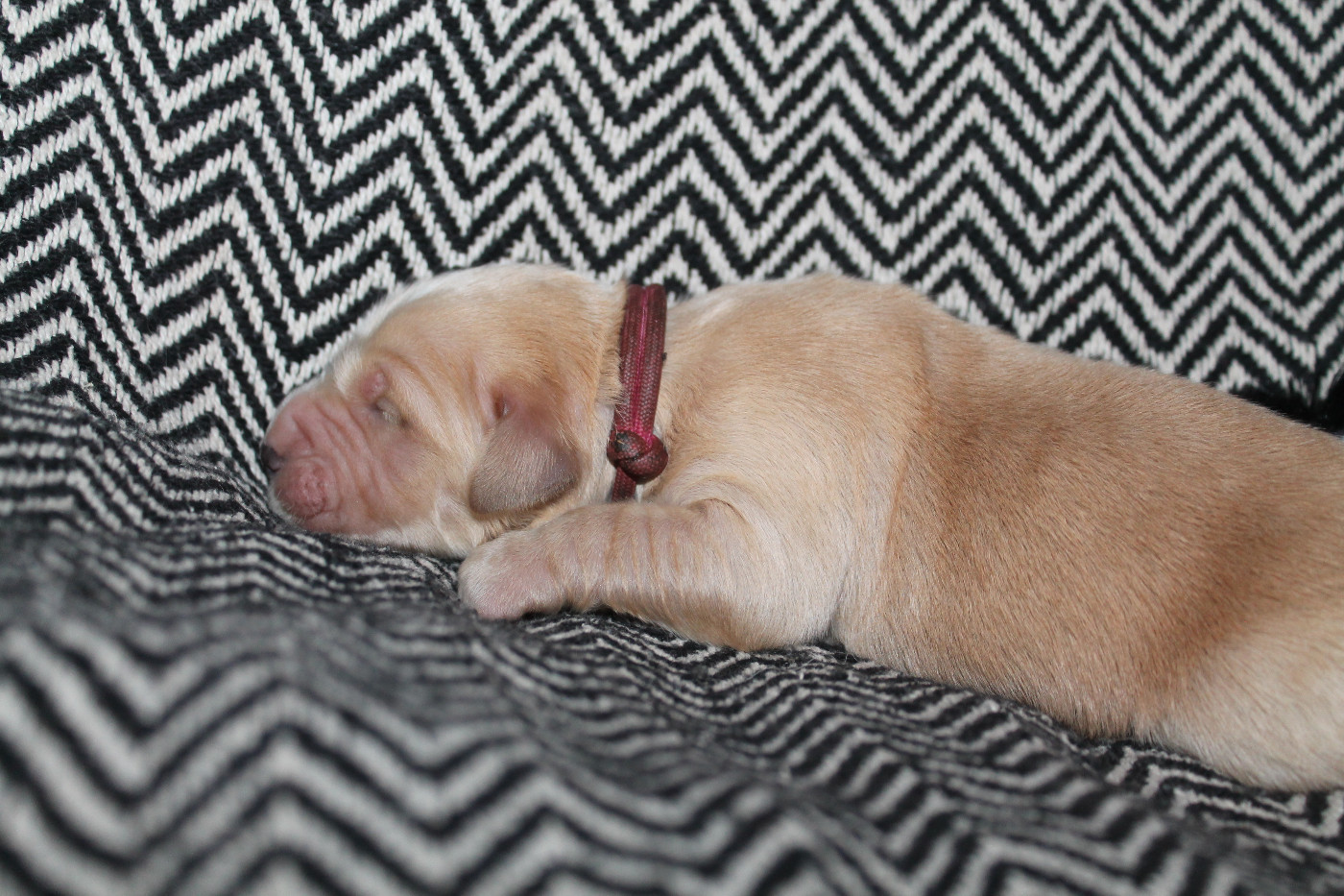 De L'Arche De Lolita - Chiots disponibles - Golden Retriever