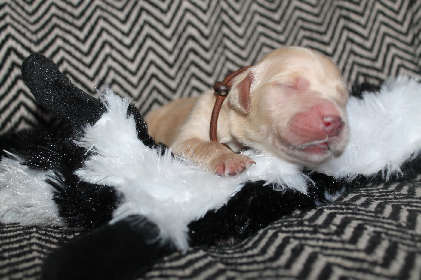 De L'Arche De Lolita - Chiots disponibles - Golden Retriever