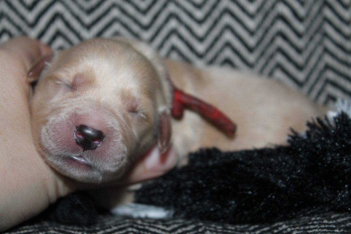 De L'Arche De Lolita - Chiots disponibles - Golden Retriever