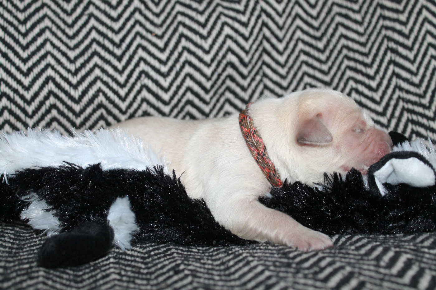 De L'Arche De Lolita - Chiots disponibles - Golden Retriever