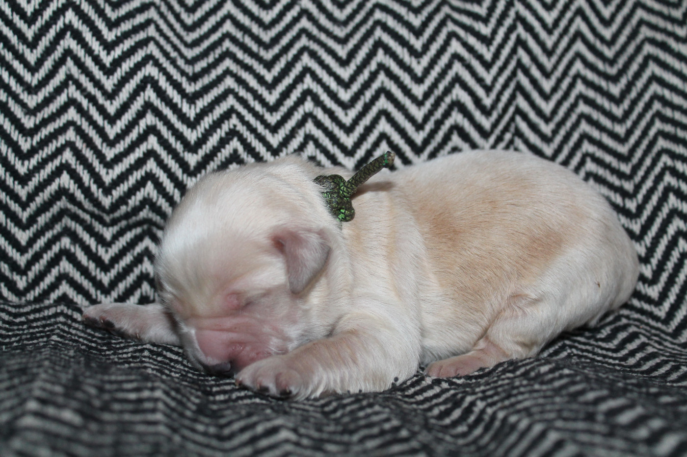 De L'Arche De Lolita - Chiots disponibles - Golden Retriever