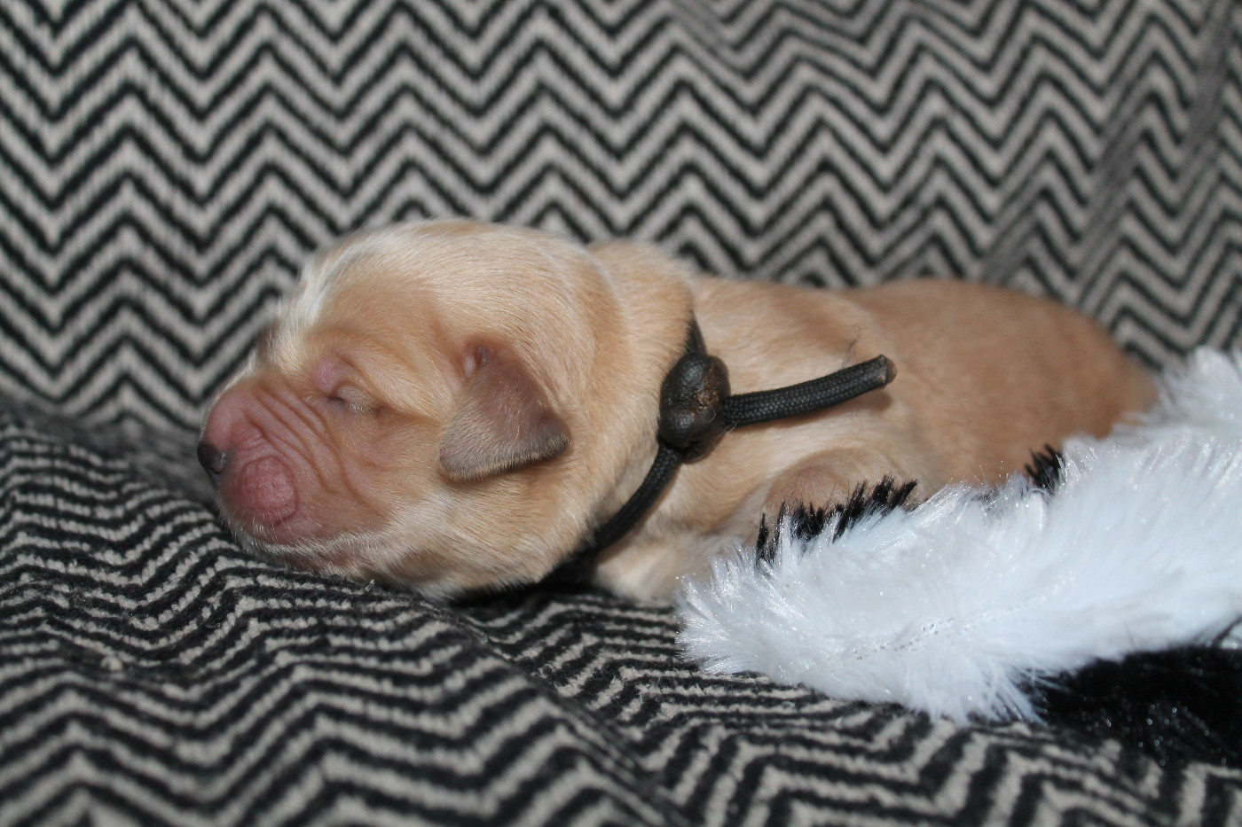 De L'Arche De Lolita - Chiots disponibles - Golden Retriever