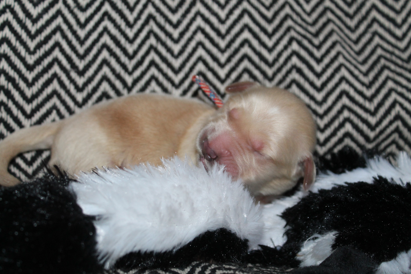 De L'Arche De Lolita - Chiots disponibles - Golden Retriever