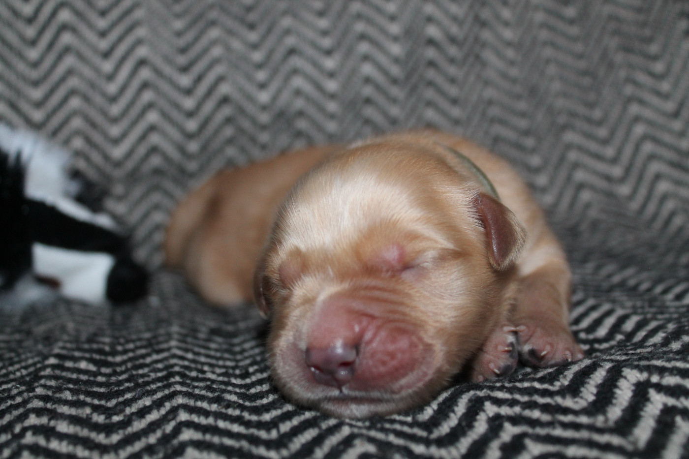 De L'Arche De Lolita - Chiots disponibles - Golden Retriever