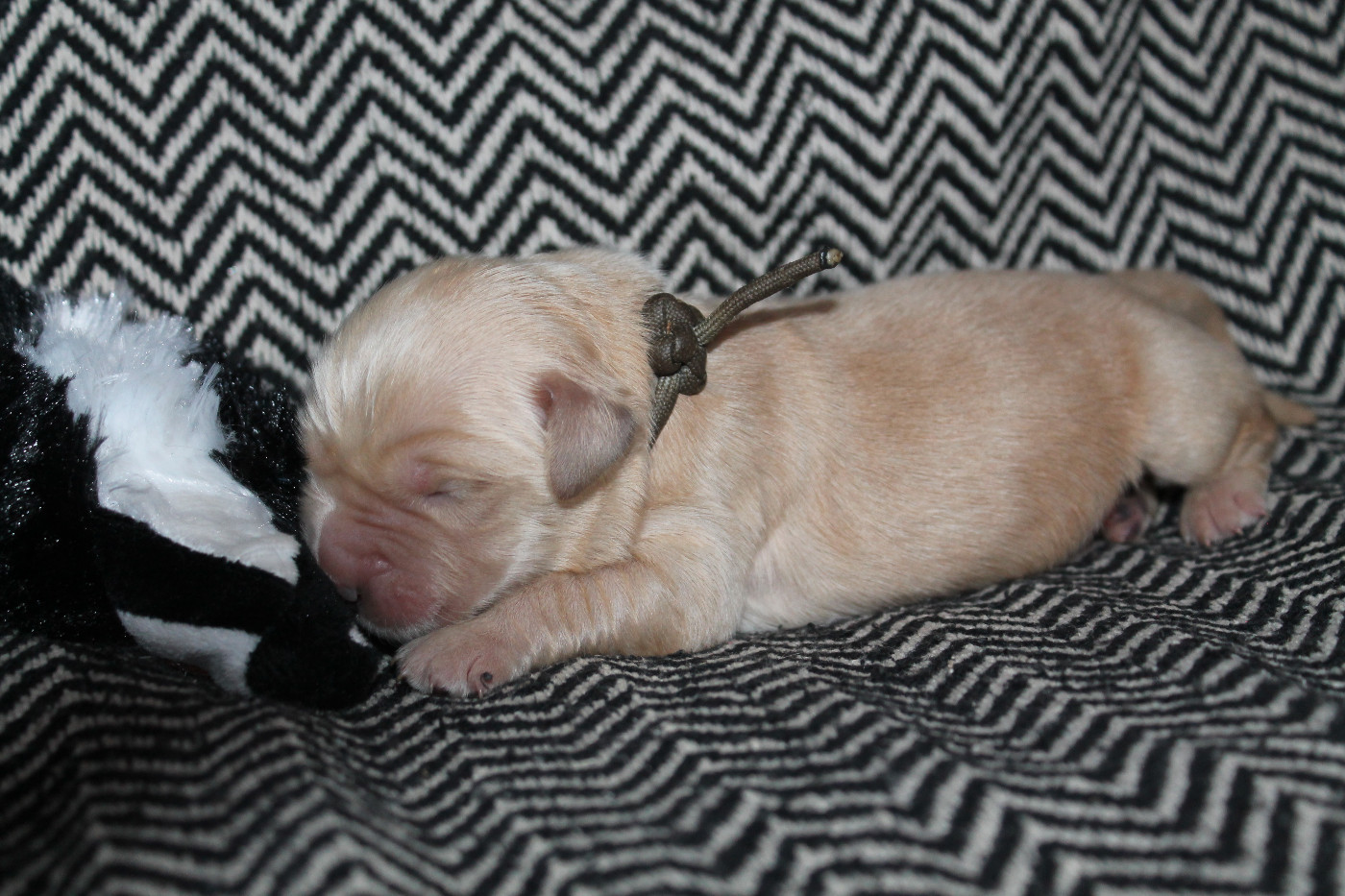 De L'Arche De Lolita - Chiots disponibles - Golden Retriever