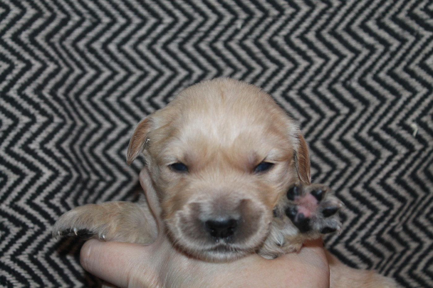 De L'Arche De Lolita - Chiots disponibles - Golden Retriever