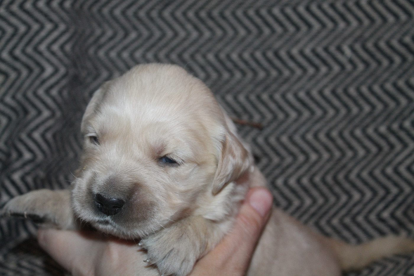 De L'Arche De Lolita - Chiots disponibles - Golden Retriever