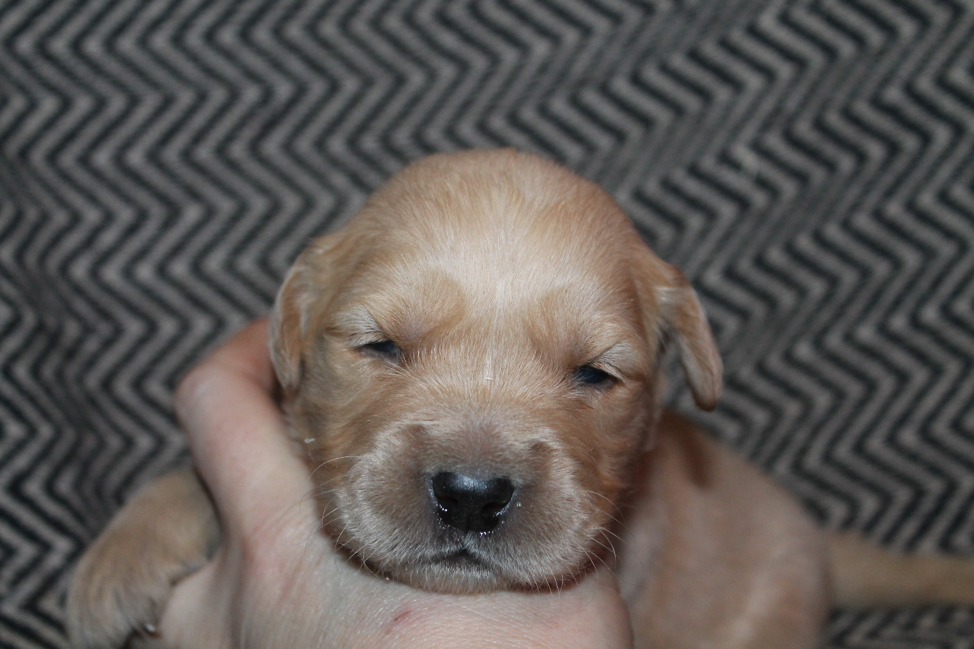 De L'Arche De Lolita - Chiots disponibles - Golden Retriever