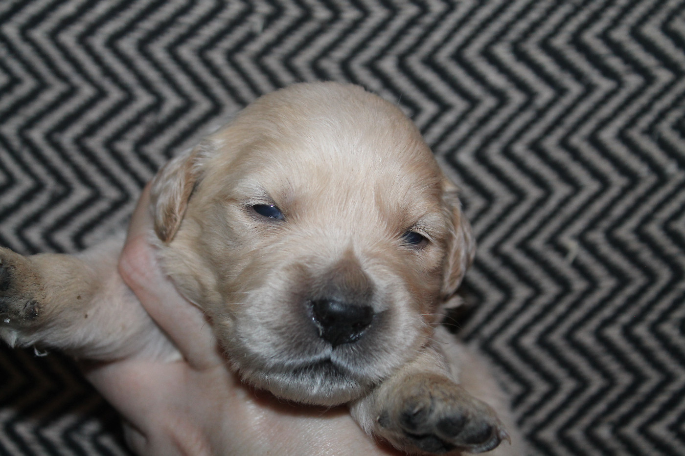 De L'Arche De Lolita - Chiots disponibles - Golden Retriever