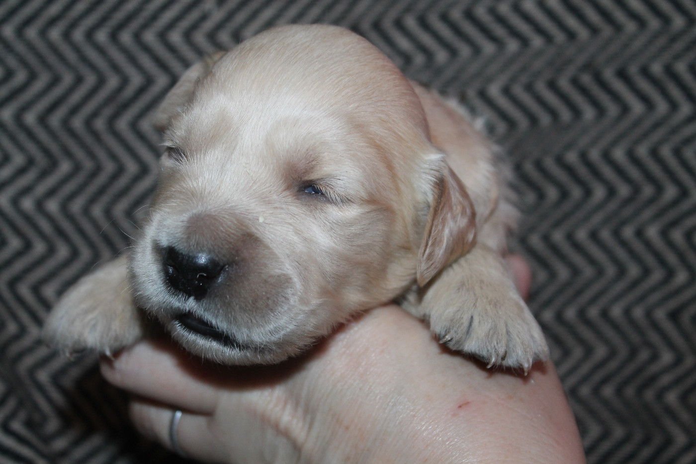 De L'Arche De Lolita - Chiots disponibles - Golden Retriever
