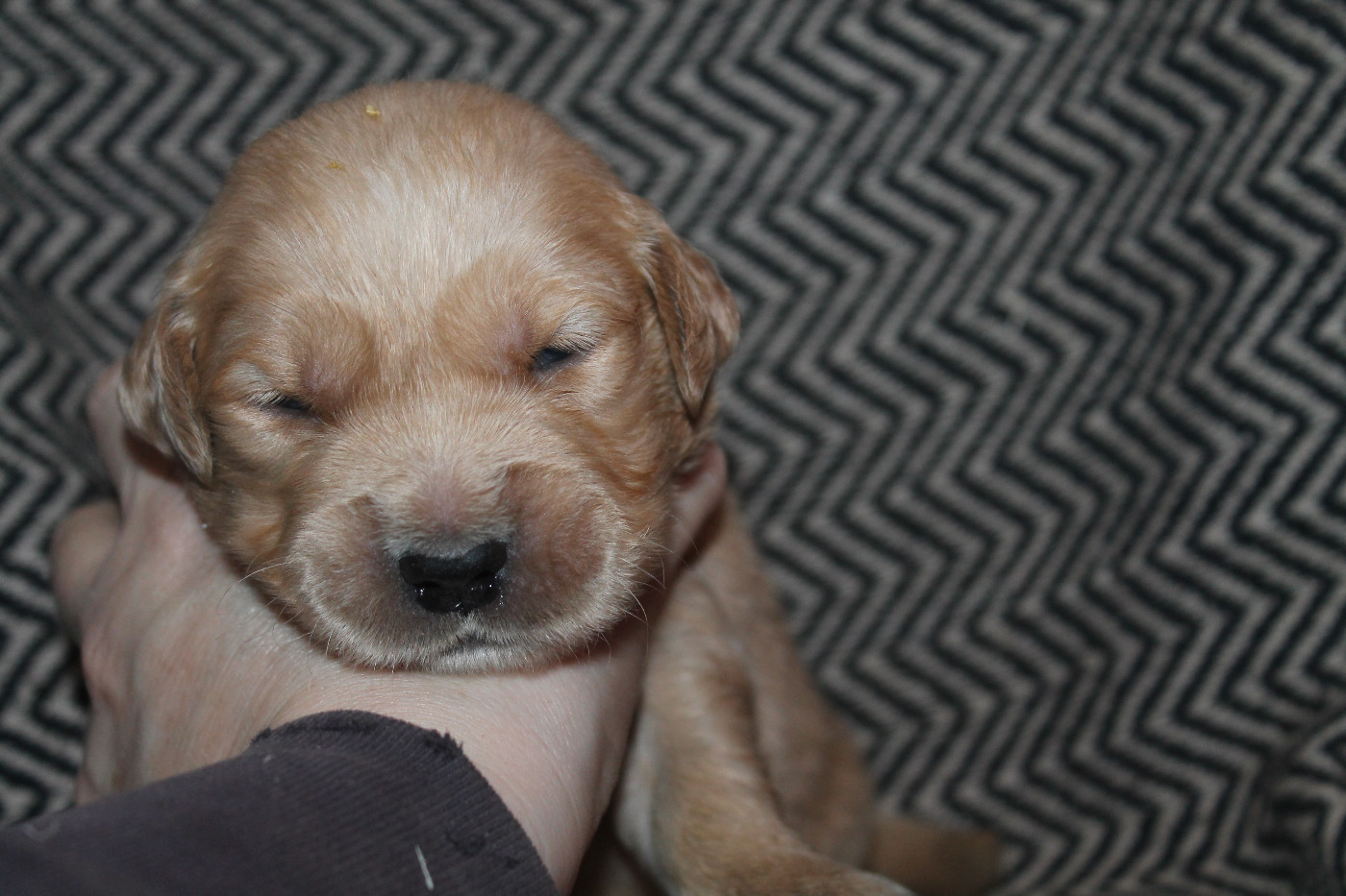 De L'Arche De Lolita - Chiots disponibles - Golden Retriever