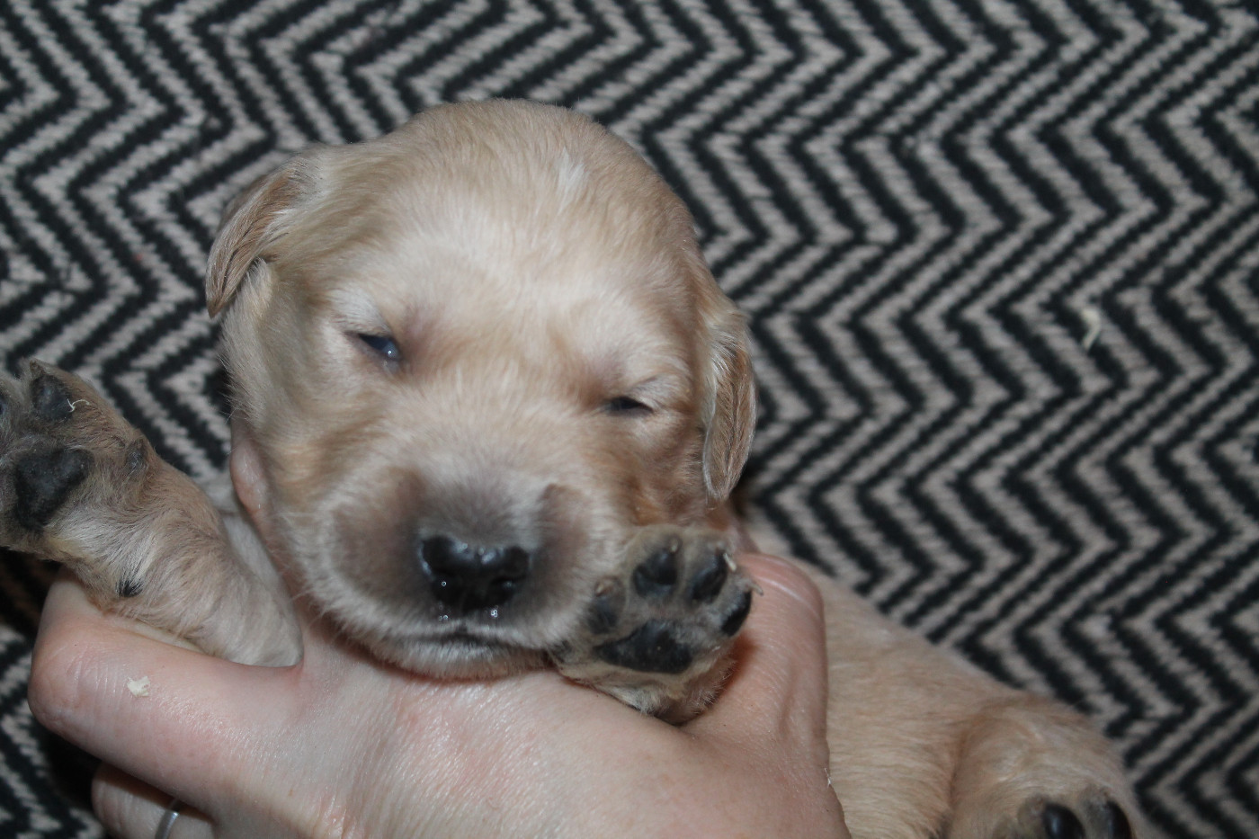 De L'Arche De Lolita - Chiots disponibles - Golden Retriever