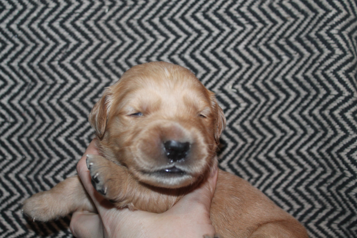 De L'Arche De Lolita - Chiots disponibles - Golden Retriever