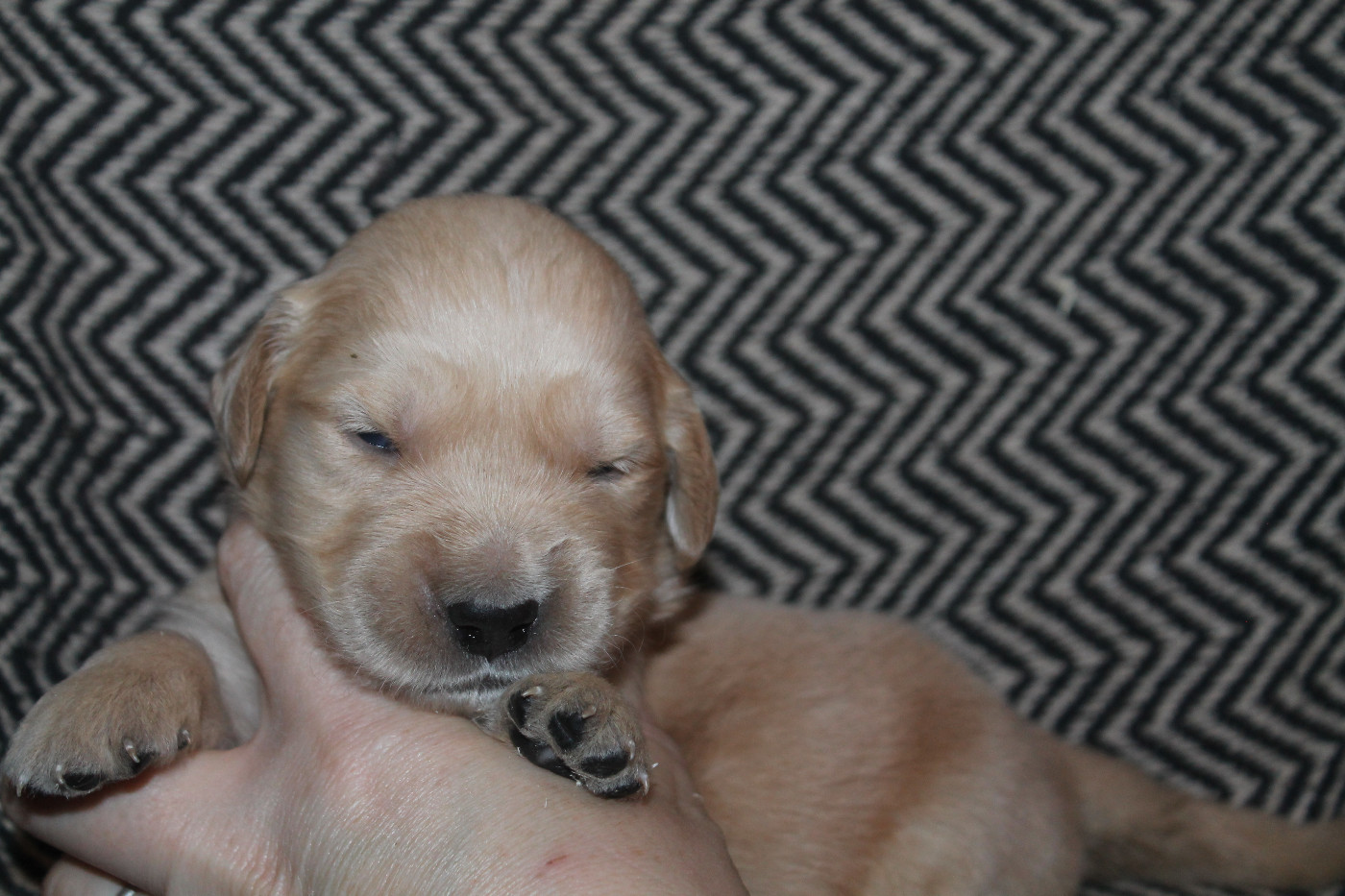 De L'Arche De Lolita - Chiots disponibles - Golden Retriever