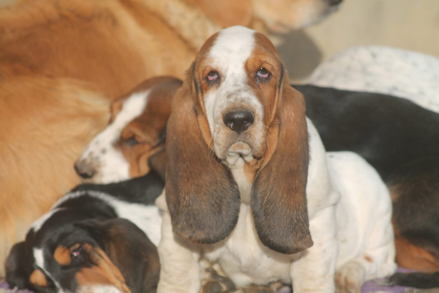 De L'Arche De Lolita - Chiots disponibles - Basset Hound