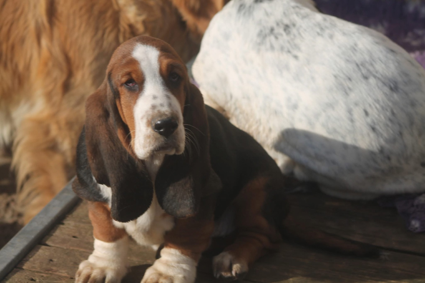 De L'Arche De Lolita - Chiots disponibles - Basset Hound