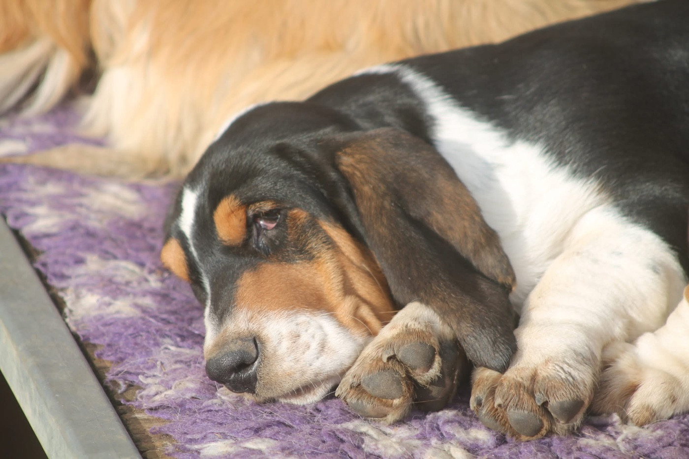 De L'Arche De Lolita - Chiots disponibles - Basset Hound