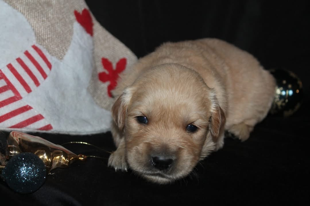 De L'Arche De Lolita - Chiots disponibles - Golden Retriever