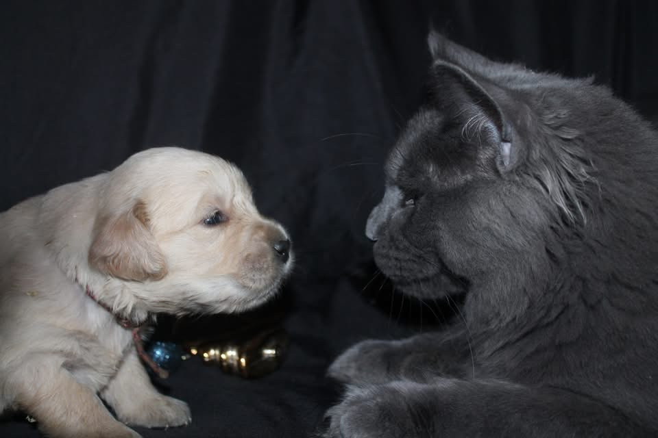 De L'Arche De Lolita - Chiots disponibles - Golden Retriever