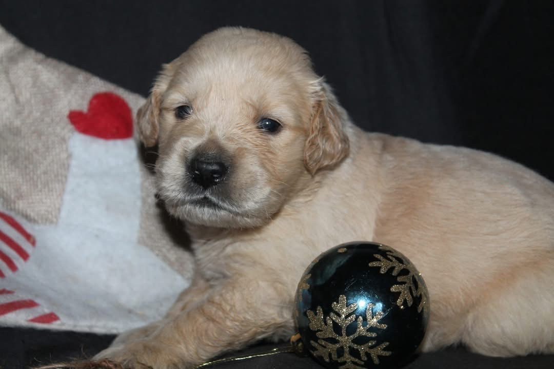 De L'Arche De Lolita - Chiots disponibles - Golden Retriever
