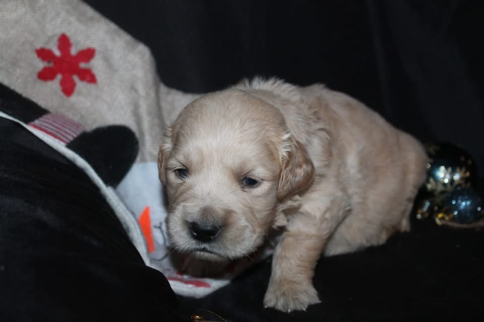 De L'Arche De Lolita - Chiots disponibles - Golden Retriever