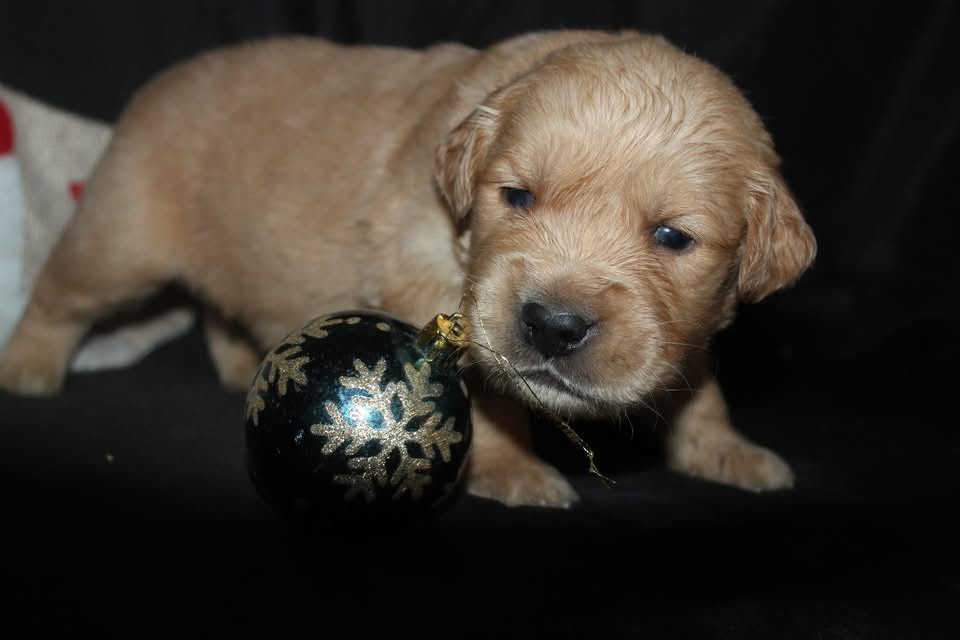 De L'Arche De Lolita - Chiots disponibles - Golden Retriever