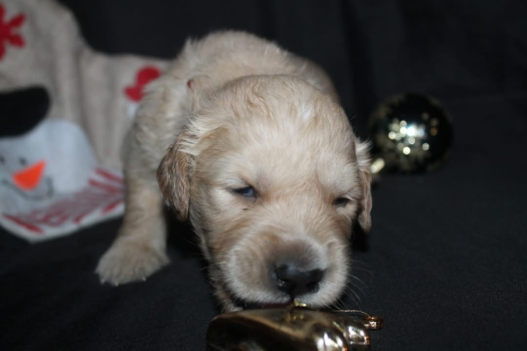 De L'Arche De Lolita - Chiots disponibles - Golden Retriever