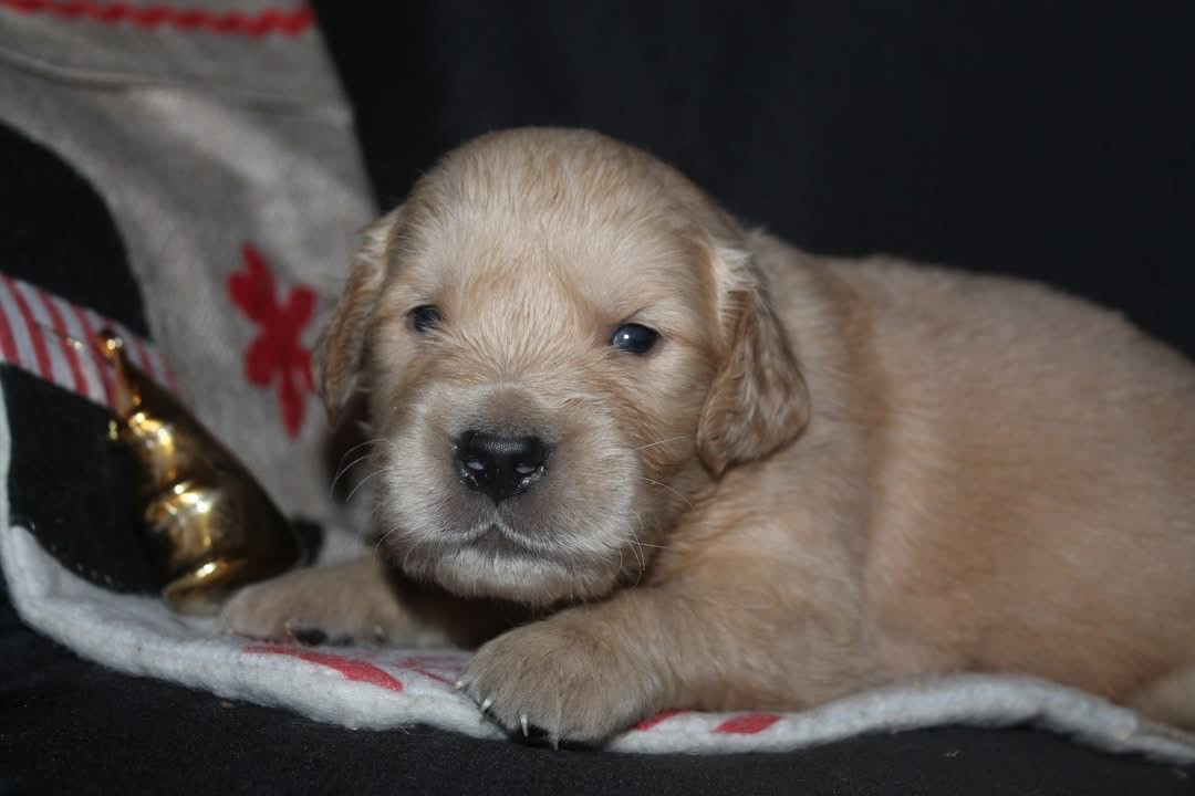 De L'Arche De Lolita - Chiots disponibles - Golden Retriever