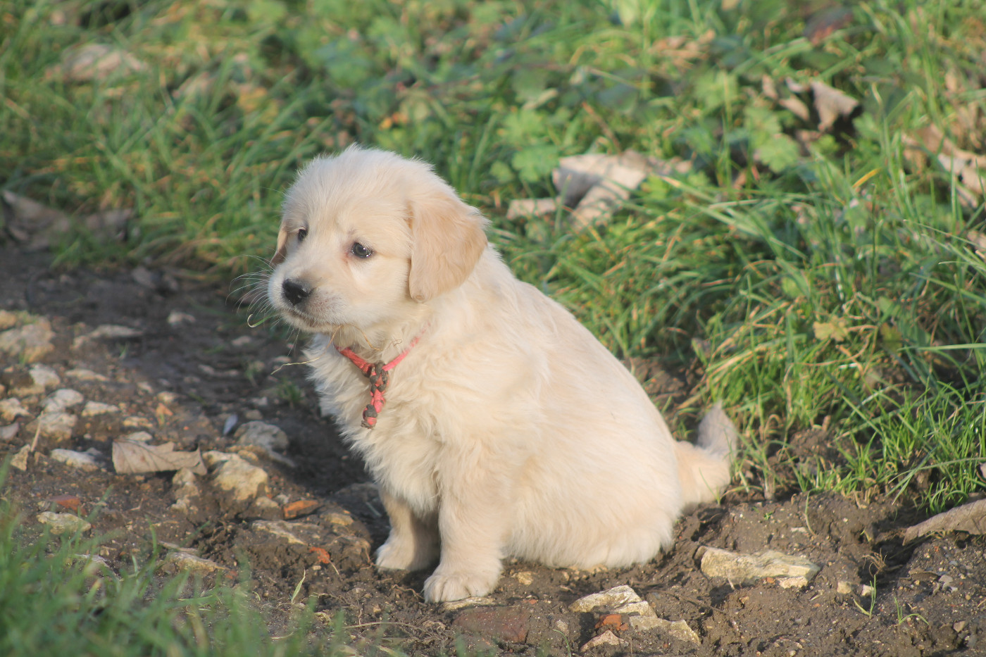 De L'Arche De Lolita - Chiots disponibles - Golden Retriever