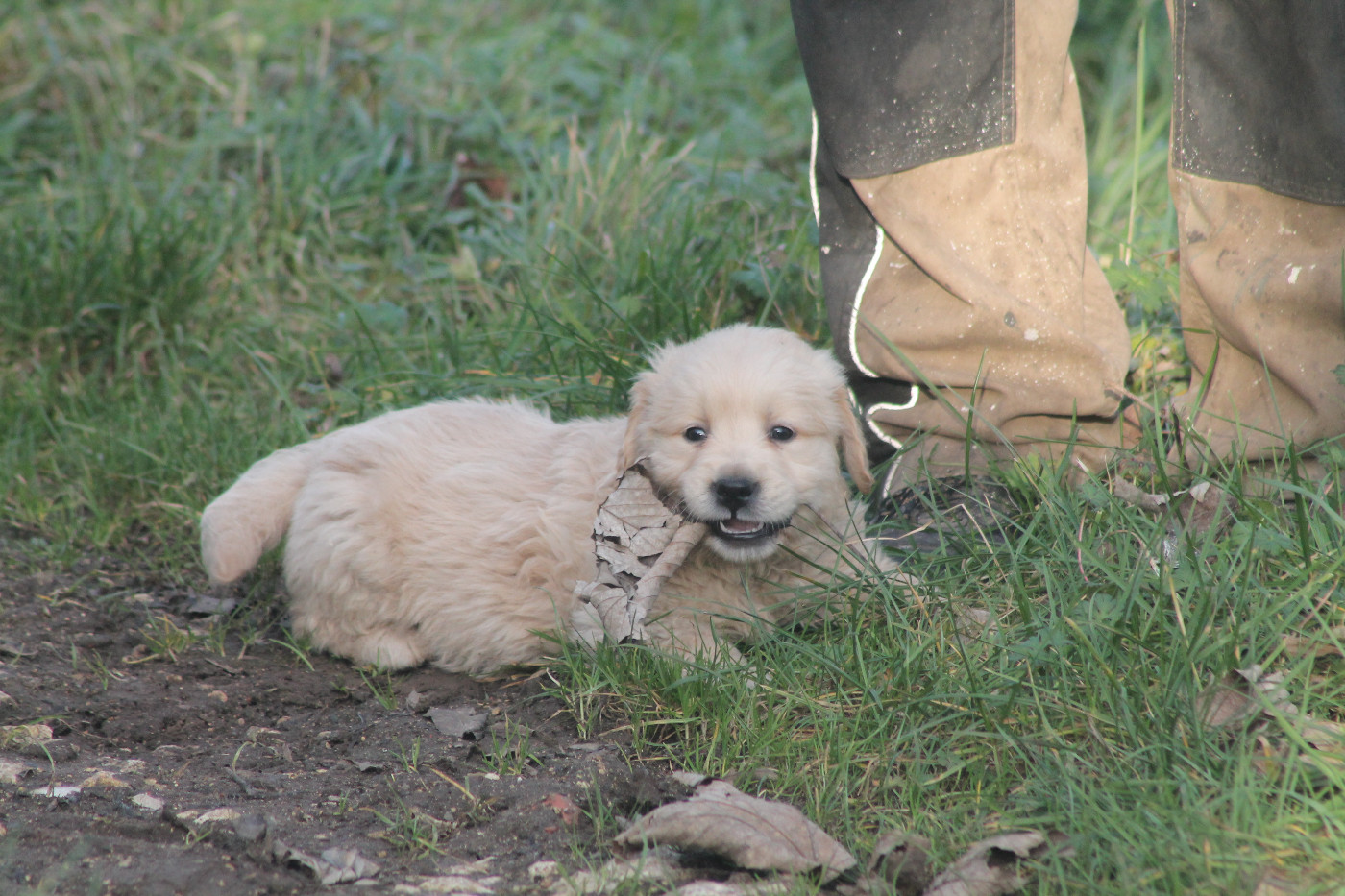 De L'Arche De Lolita - Chiots disponibles - Golden Retriever