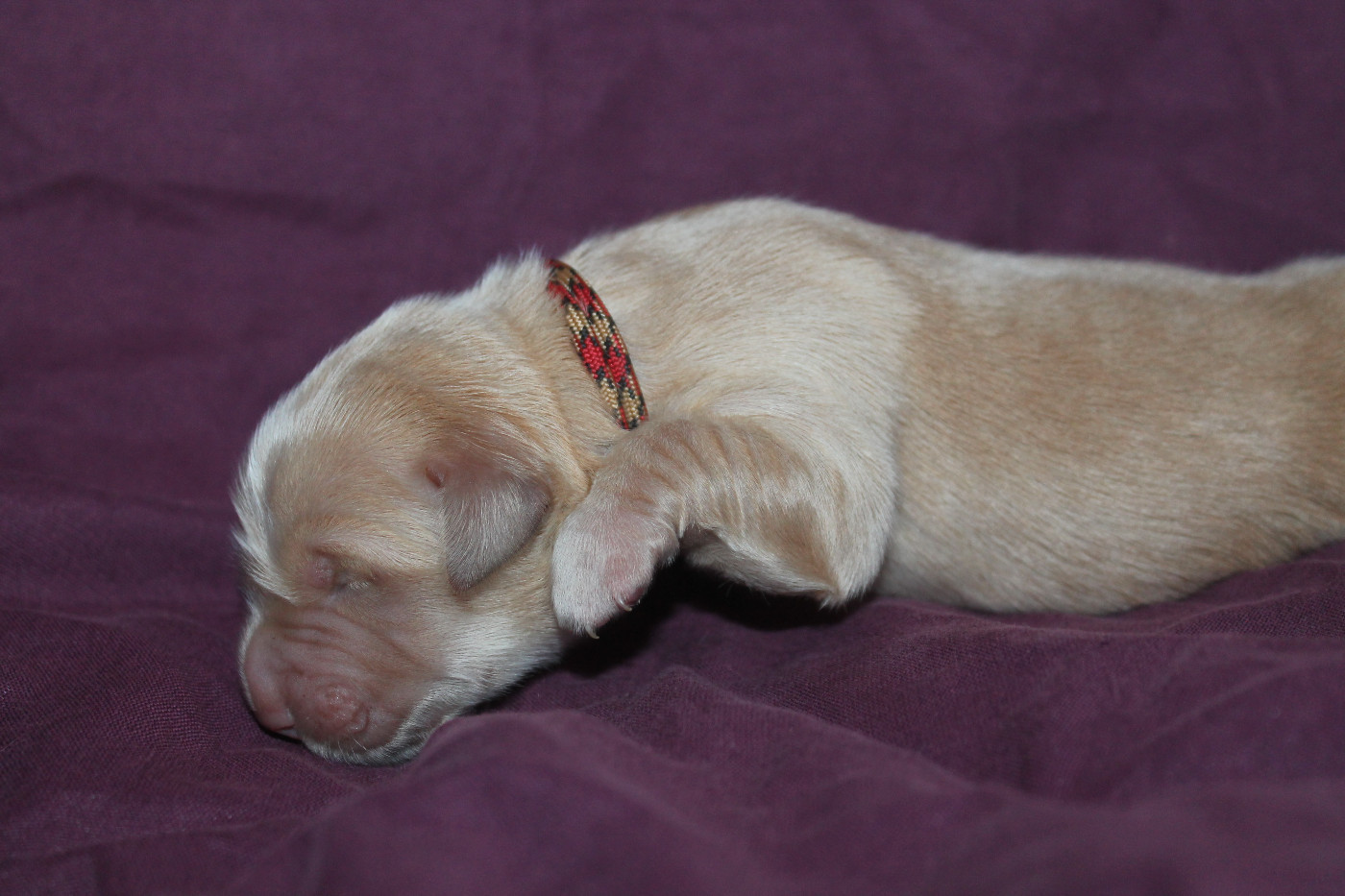 De L'Arche De Lolita - Chiots disponibles - Golden Retriever