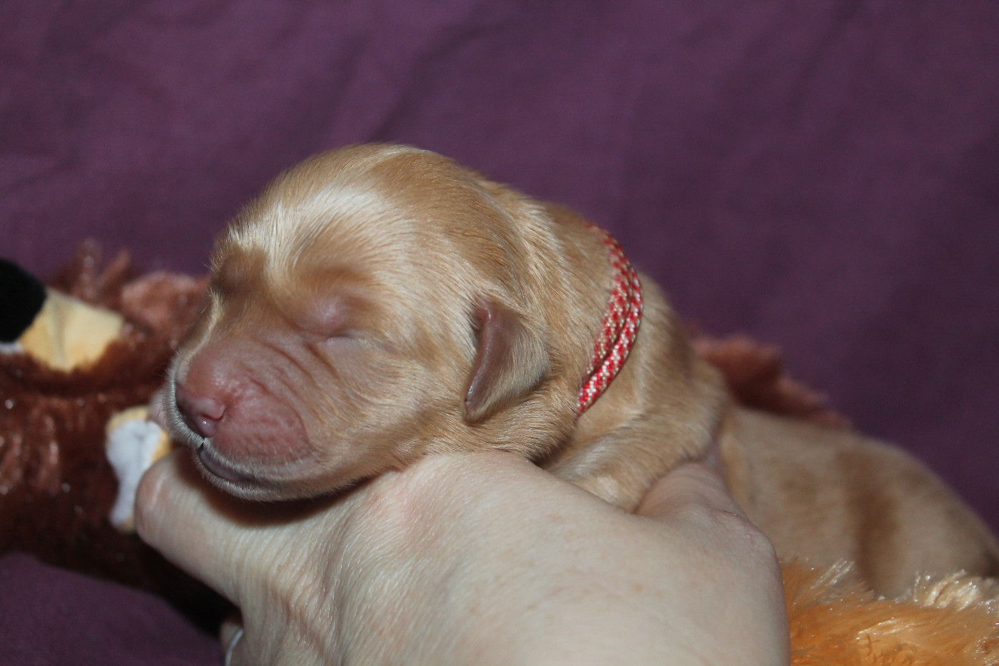 De L'Arche De Lolita - Chiots disponibles - Golden Retriever