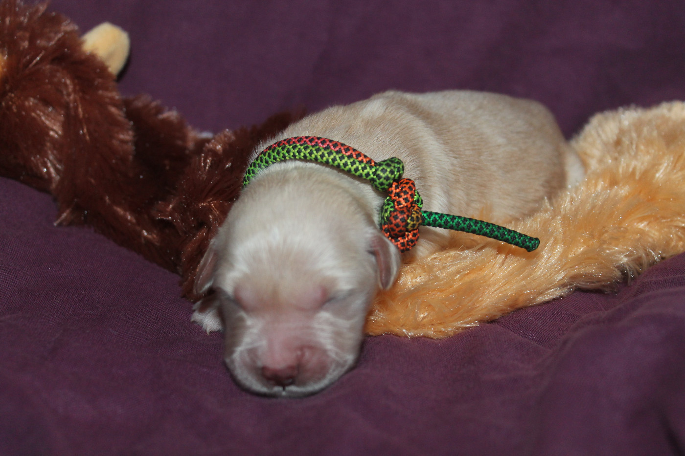 De L'Arche De Lolita - Chiots disponibles - Golden Retriever