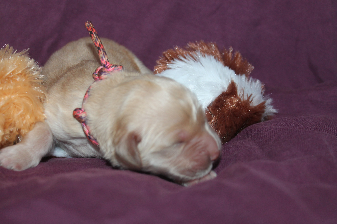 De L'Arche De Lolita - Chiots disponibles - Golden Retriever