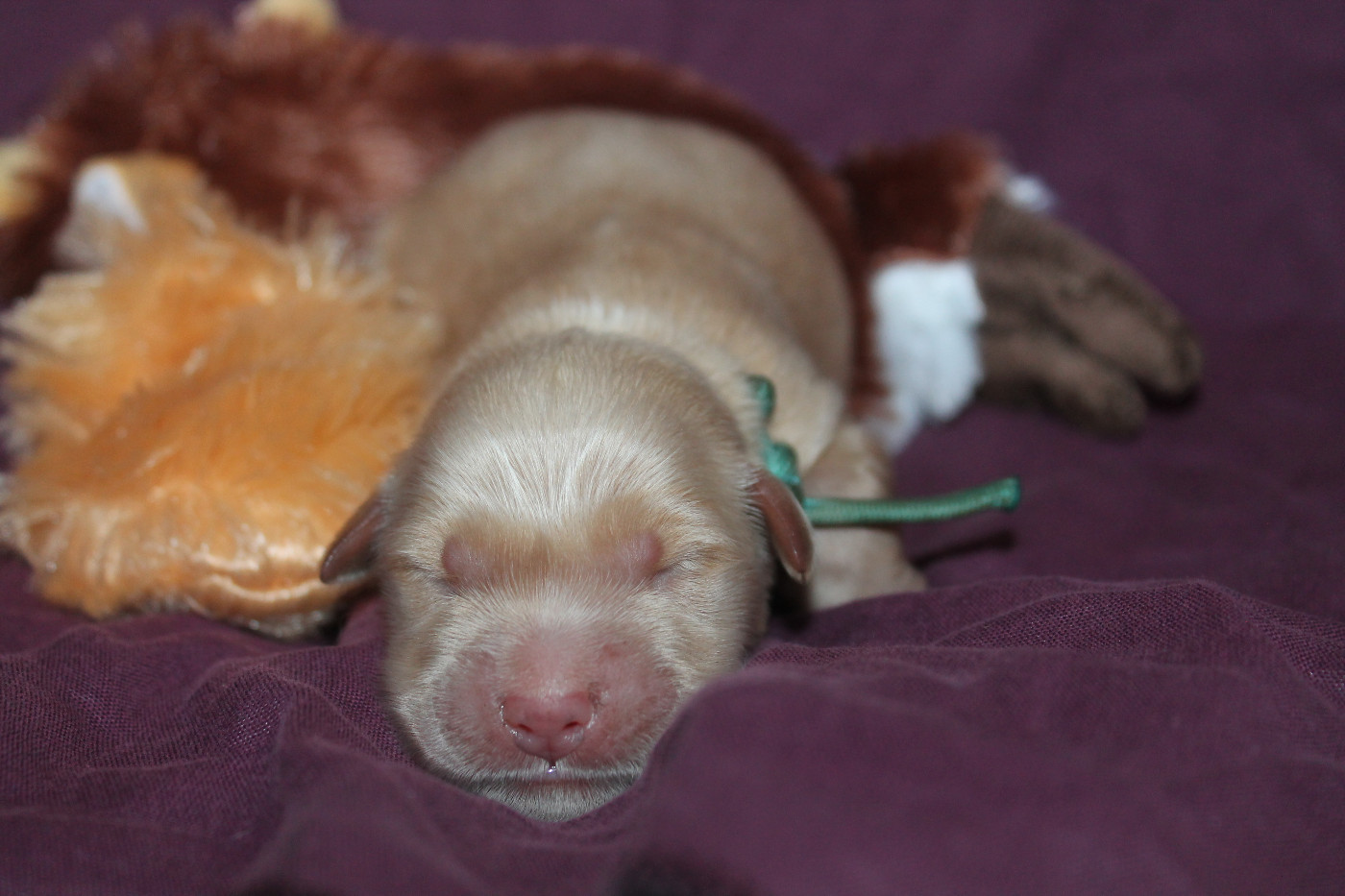 De L'Arche De Lolita - Chiots disponibles - Golden Retriever