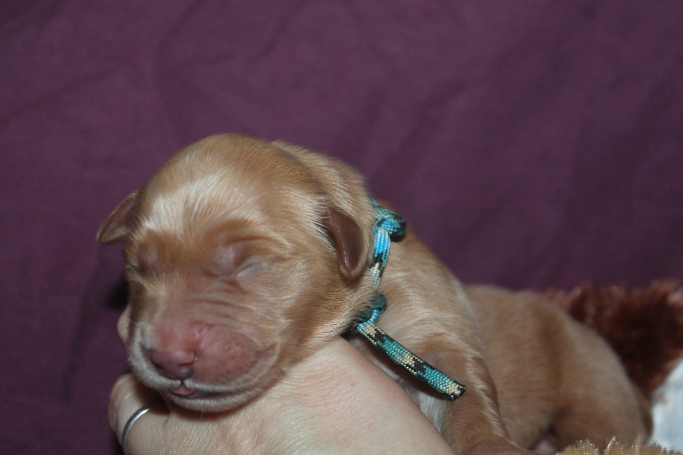 De L'Arche De Lolita - Chiots disponibles - Golden Retriever